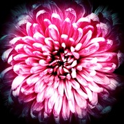 Canvas1_card