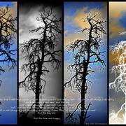 And_the_tree_was_happy_by_shel_card