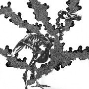 Birdboness_card
