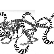 Bone2s_card
