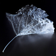 Ghostleaftwo_card