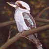 Blue_winged_kookburra_thumb