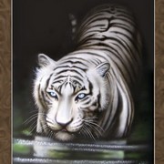 White_tiger_card