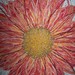 Joe_nante_304_square
