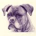 Boxer_small_square