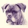 Boxer_small_thumb