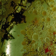 Undersea_patterns_card