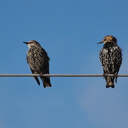 Birds_of_a_feather_2_card