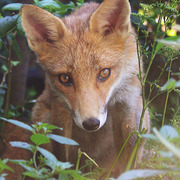 Watchful_fox_card