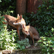 Foxes_3-7-11_card