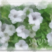 Severed_card