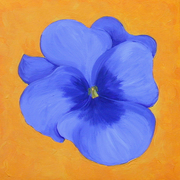 Violaweb_card