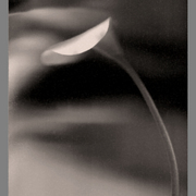 Cala_b_n_4_ph_se_fr_card