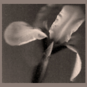 Lirio_ph_f_sepia_card
