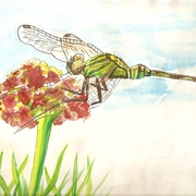 Dragonfly_1_card