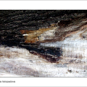 Dscf5618_copy_card