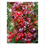 Dscf5609_copy_card