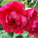 B_dsc03824_square