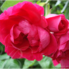 B_dsc03824_thumb