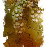Cabernet_card
