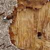Dsc05366_thumb