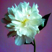 Tiny_flower_card