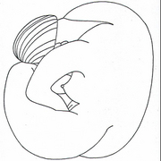 Dr_1996_061_card