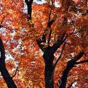 113100811a_card