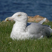 Manchestergull1_card