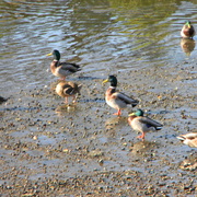 Manchesterbytheseaducks1_card