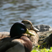 Manchesterbytheseaducks6_card