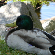 Manchesterbytheseaducks9_card