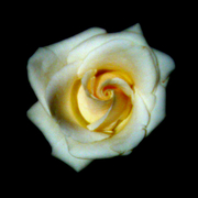 White_card