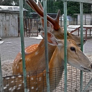 Captivity_card