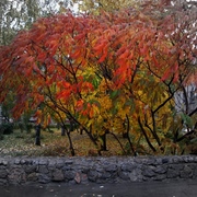Autumn_motives_3_card