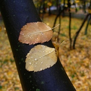 Autumn_motives_4_card
