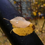 Autumn_motives_5_card