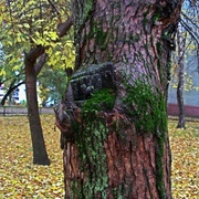Autumn_motives_6_card