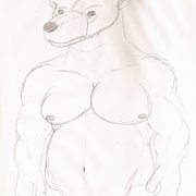 Polar_bear_card