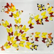 Summer_dance_card
