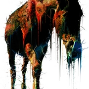 Horseonesmall_card
