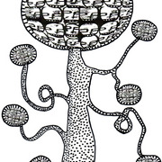 Tree_heads_