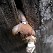 Mushrooms_card