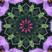 Japanese_anenome_export_card