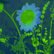 Sunflower_card