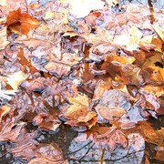 Leafs_for_father_card