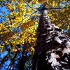 101_8840_thumb