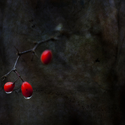 Between_lightness_and_dark_card