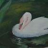 Swan_thumb