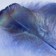 Spring_molt_card